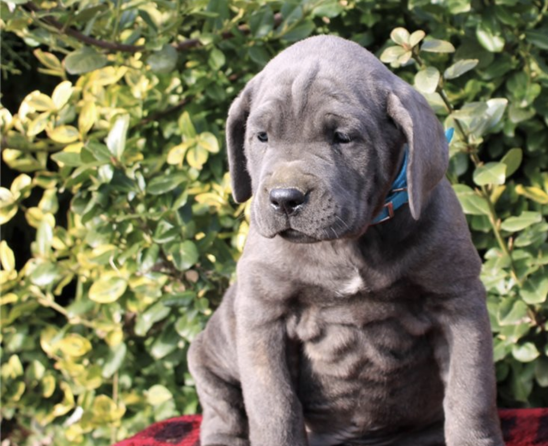 comprar cachorros sanos, baratos y asequibles para la venta